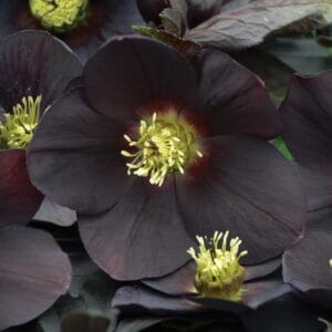 helleborus-honeymoon-1