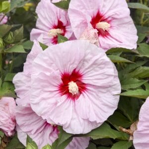 hibiscus-hardy-3