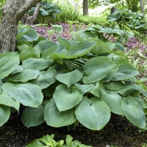 Hosta Big Daddy #1 - Image 2