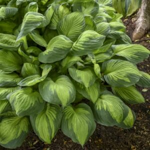 Hosta Captain Kirk #1 - Image 2