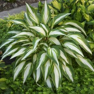 hosta-cool-cucumber-1