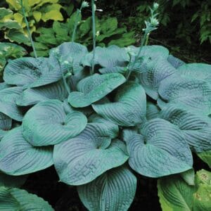 hosta-humpback-whale-1