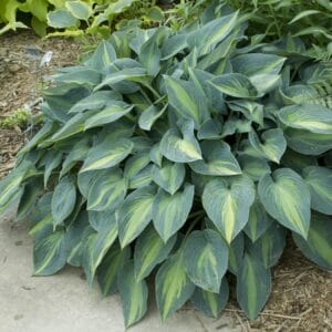 Hosta June #1 - Image 2