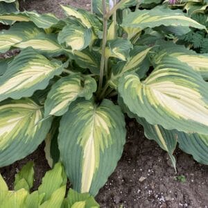 hosta-shadowland-love-stry-1pw