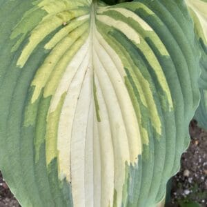 Hosta Shadowland Love Stry #1PW - Image 2