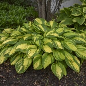 Hosta Rainbow's End #1