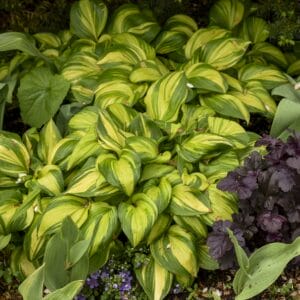 Hosta Rainbow's End #1 - Image 2