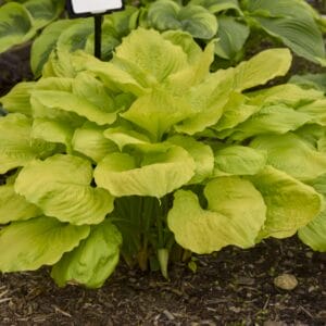 hosta-season-in-the-sun-1