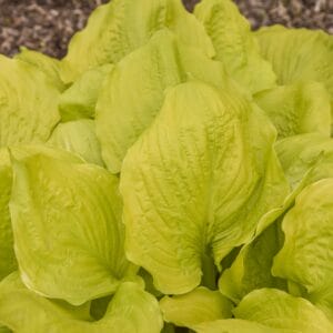 Hosta Season in the Sun #1 - Image 2