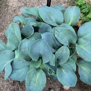 hosta-silver-bullet-1