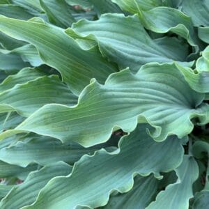 Hosta Wild Imagination #1 - Image 2