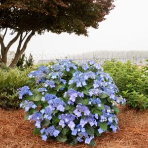 hydrangea-pop-star-2-true