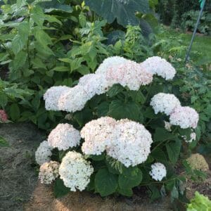 Hydrangea Wee White 1 QT - Image 2