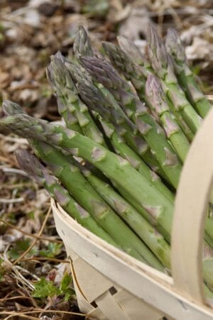Jersey Knight Asparagus #1 True