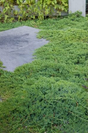 Juniperus pro Nana Dwarf Japanese Garden