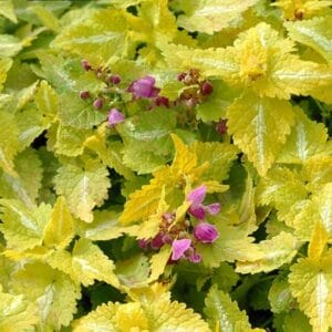 lamium-aureum-4-5-pot