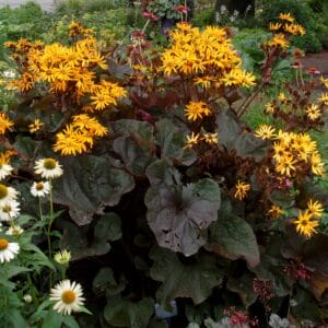 ligularia-britt-marie-crawford-1