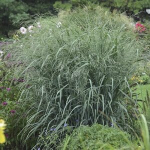 Panicum Grass Blue Fountain #2 True - Image 2