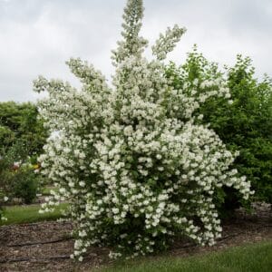 mock-orange-blizzard-2-true