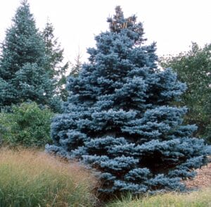 Colorado Spruce #5