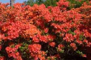 Azalea Mandarin Lights #2 True