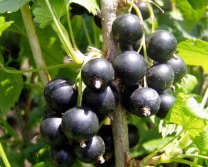 Ribes Black Currant #2 True