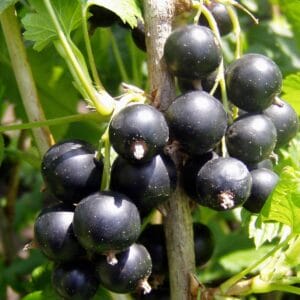 ribes-black-currant-2-true