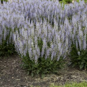 salvia-perfect-profusion-1-pw