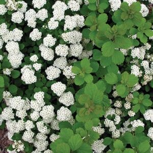 spirea-tor-birchleaf-2-true