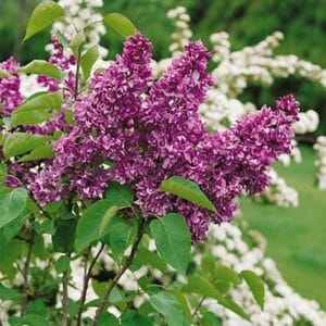 syringa-lilac-yankee-doodle-1