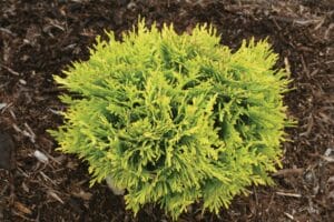 Arborvitae Anna's Magic Ball 1QT