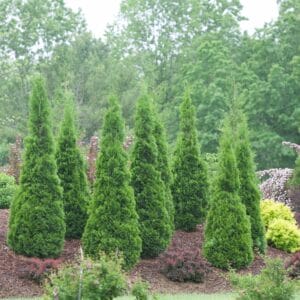 arborvitae-northpole-1qt