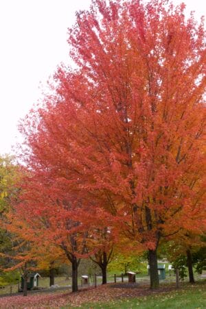 Autumn Blaze Maple Tree #10