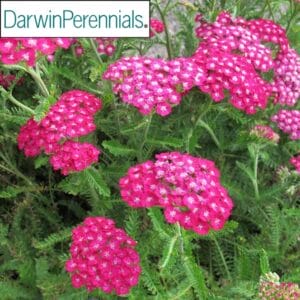 Achillea New Vintage Violet 4.5"