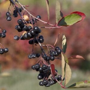 chokeberry-autumn-magic-3