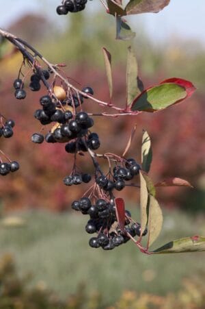 Chokeberry Autumn Magic #3