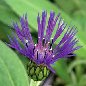 bachelor-button-centaurea-montana-4-5-pot