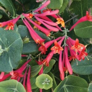 honeysuckle-major-wheeler-4