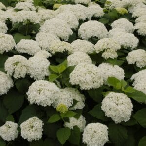 hydrangea-annabelle-2-true