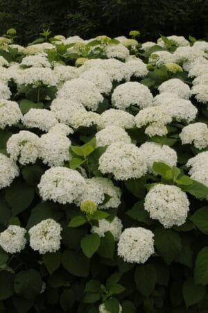 Hydrangea Annabelle #2 True