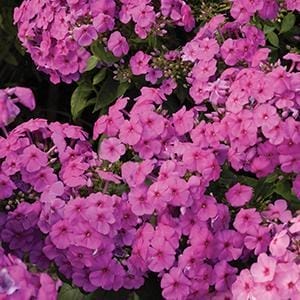 phlox-flame-pro-pink-1