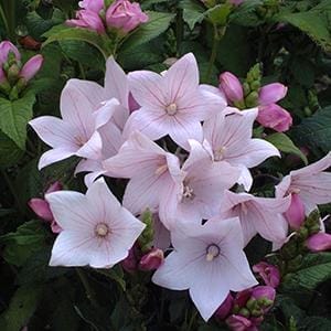 platycodon-astra-pink-4-5-pot