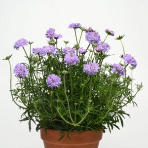 scabiosa-flutter-blue-1