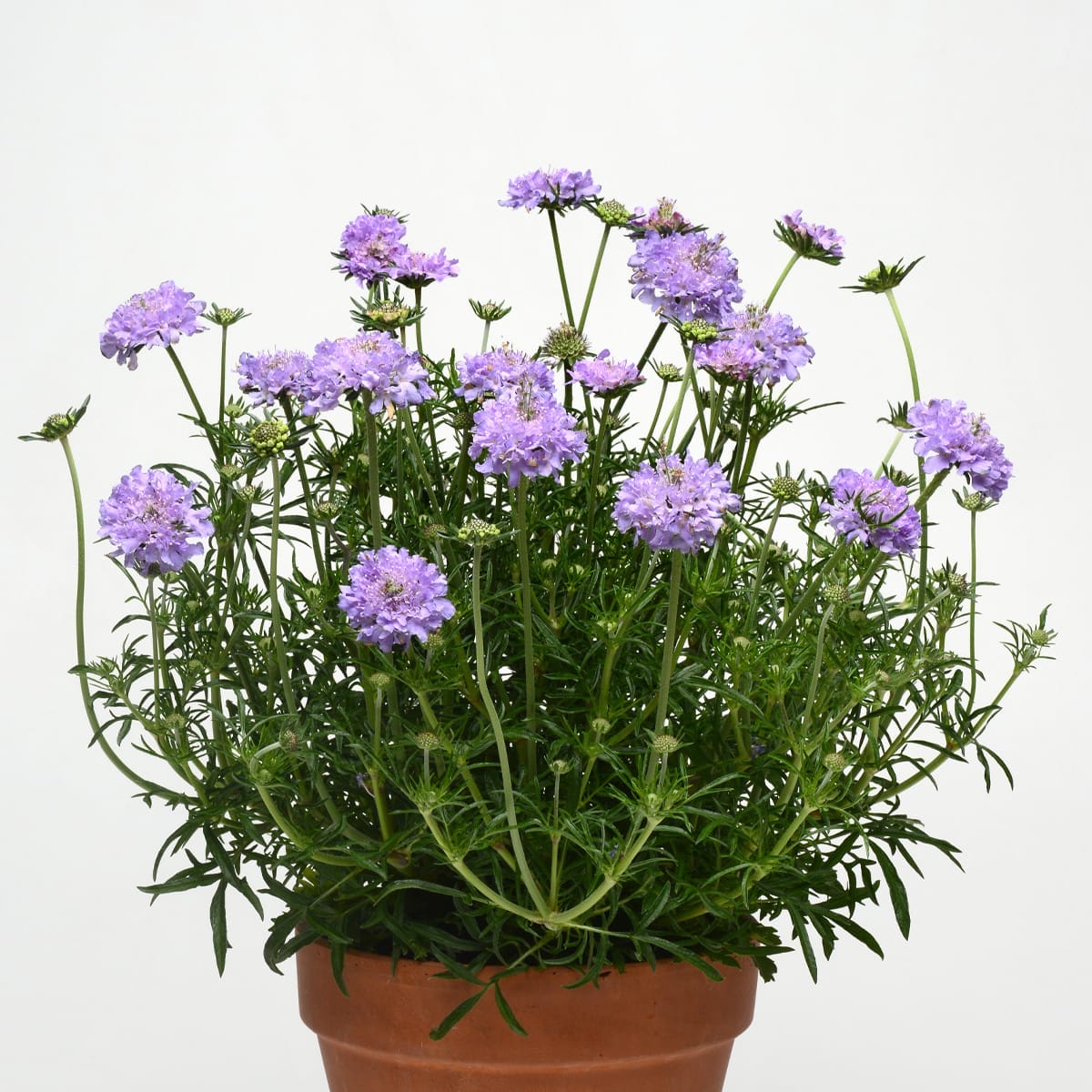 Scabiosa Flutter Blue #1