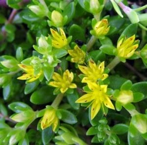 Sedum Acre Golden Carpet 4.5" Pot