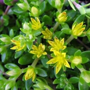 sedum-acre-golden-carpet-4-5-pot