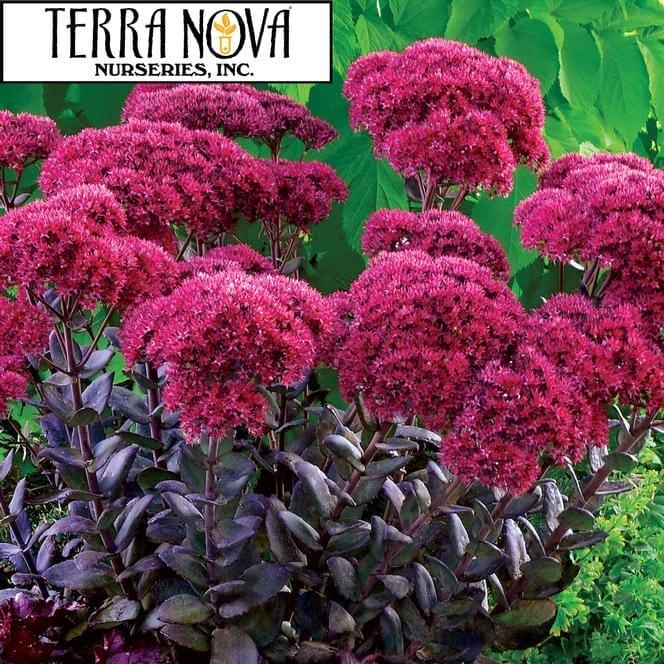 Sedum Thunderhead #1