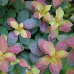 weigela-midnight-sun-2pw