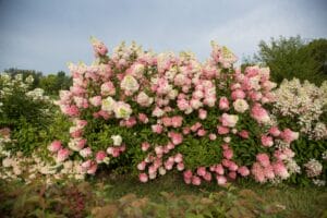 Hydrangea Berry White #2 True