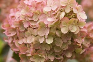 Hydrangea Vanilla Strawberry #2 True PW